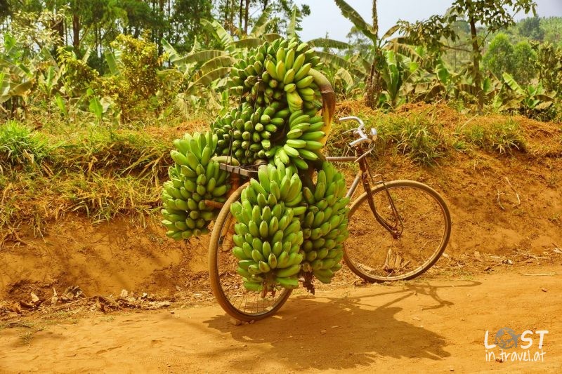 Uganda Selbstfahrer, Banana Transport