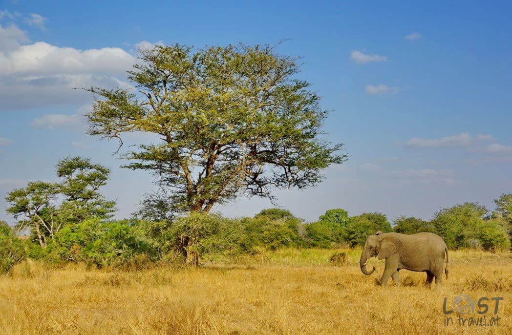 Elefant im Kruger National Park