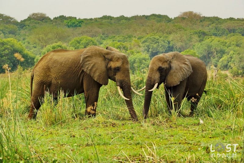 Uganda Selbstfahrer, Elephants At Murchison NP