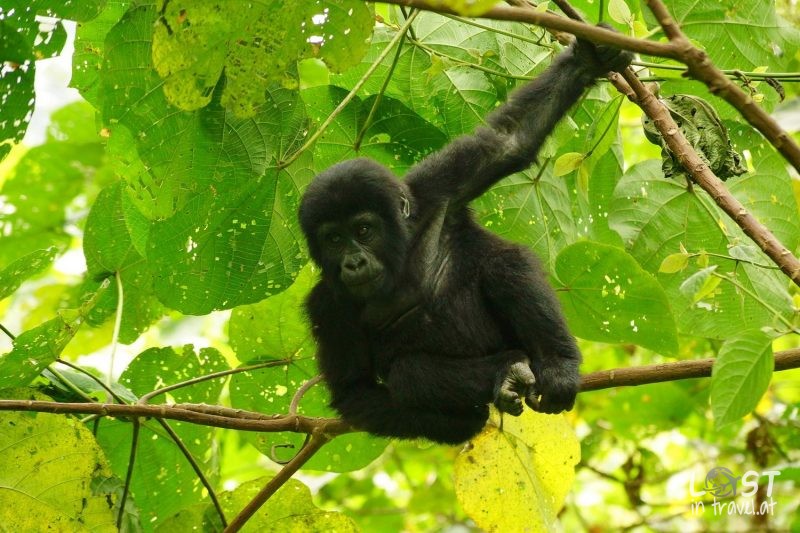 Uganda Reisetipps, Infant Gorilla Bwindi NP