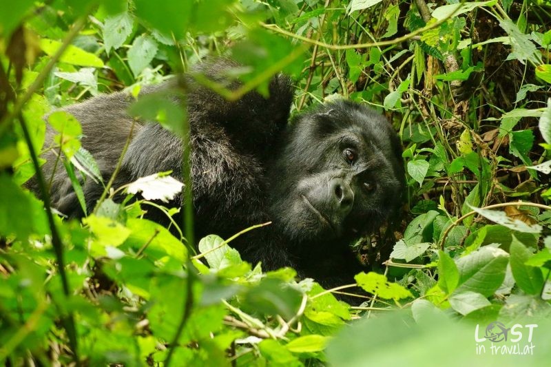 Uganda Reisetipps, Silverback Gorilla Bwindi NP