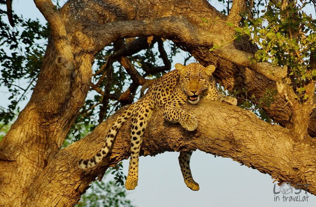Leopard im Kruger National Park