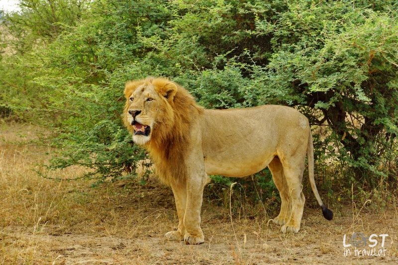 Uganda Erfahrungen, Lion At Murchison Falls NP