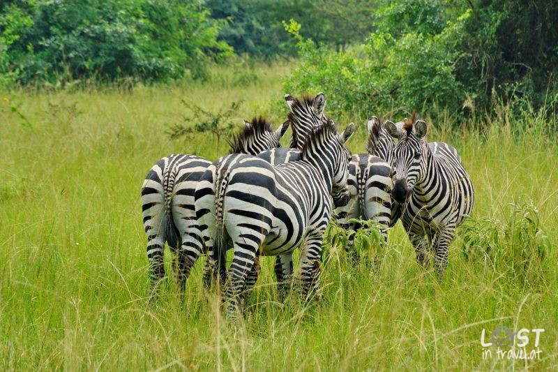 Uganda Erfahrungen, Zebras At Lake Mburo NP