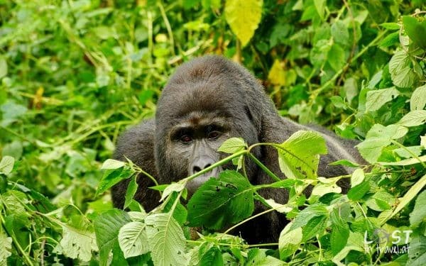 Uganda, Reisen, Erfahrungsberichte, Silverback der Kahungye Gruppe im Bwindi NP