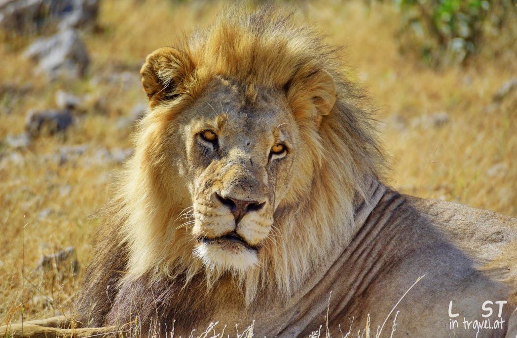 Löwe, Etosha Nationalpark, Namibia schönste Fotos